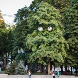 Divlji kesten: ljekovita svojstva, kako uzgajati